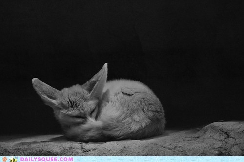 Do Fennecs Dream of Electric Squee?