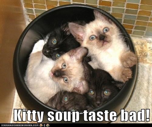 Kitty soup taste bad!
