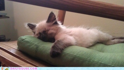 Let sleeping kittens lie.....