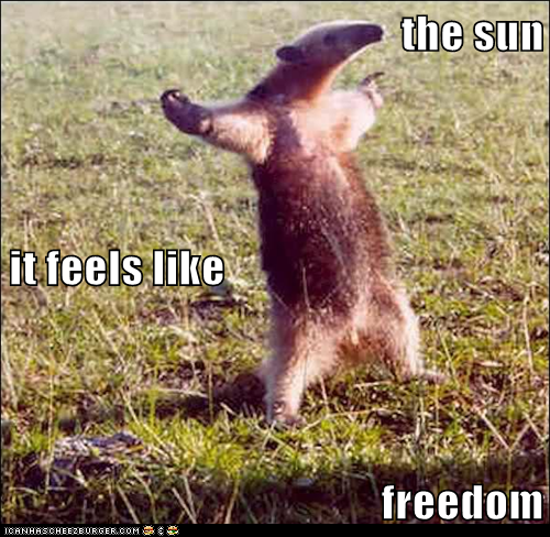 the sun  it feels like freedom