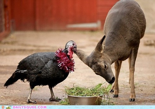 A Very Vegetarian Thanksgiving