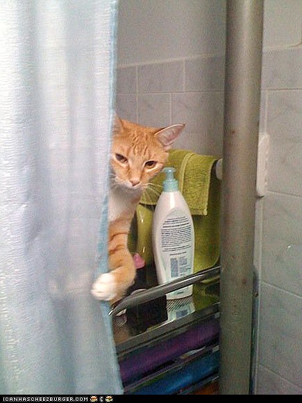 Around the Interwebs: Rub-a-Dub-Dub!  13 Photos of Pets in the Tub!