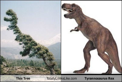 This Tree Totally Looks Like Tyrannosaurus Rex