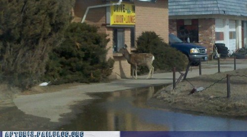 Crunk Critters: Gimme The Usual, I'm In A Hurry