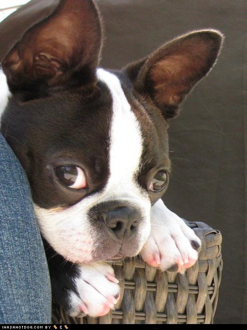 Cyoot Puppeh ob teh Day: Coy and Cute