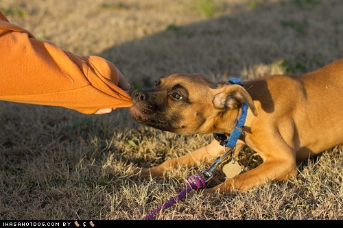 Cyoot Puppeh ob teh Day: Tug-o-War
