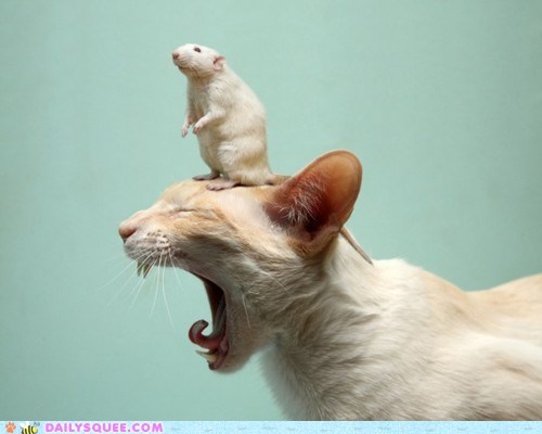 Acting Like Animals: Get it Off Get it Off GET IT OFF!