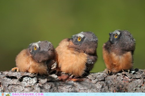 Owlets in Awe