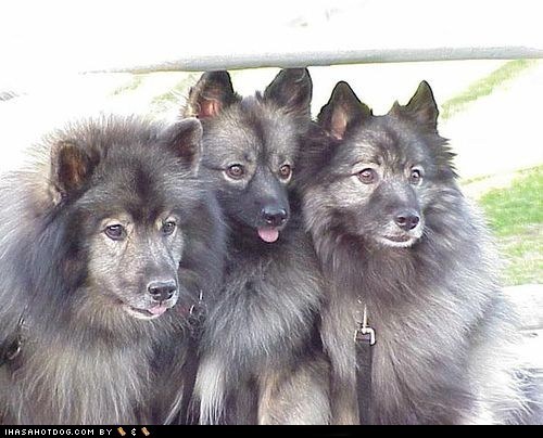 Goggie ob teh Week: Smile for the Camera!