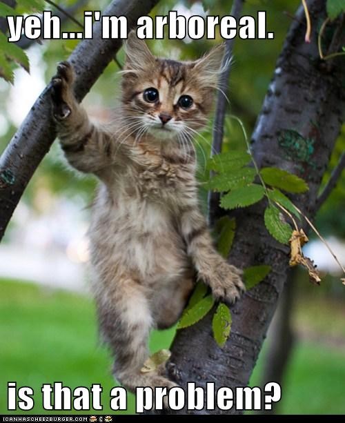 Cute Kitten Livin' in a Tree!
