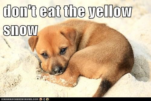 don't eat the yellow snow
