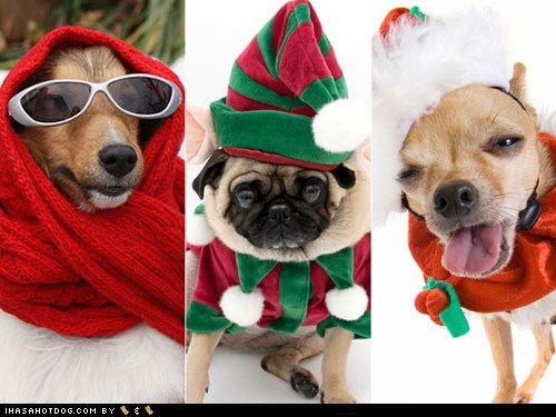 20 Awesome Christmas Goggies