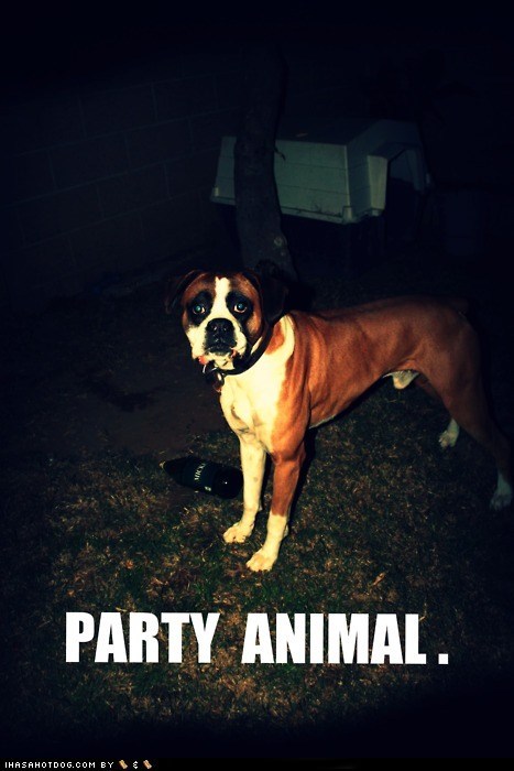 PARTY ANIMAL.