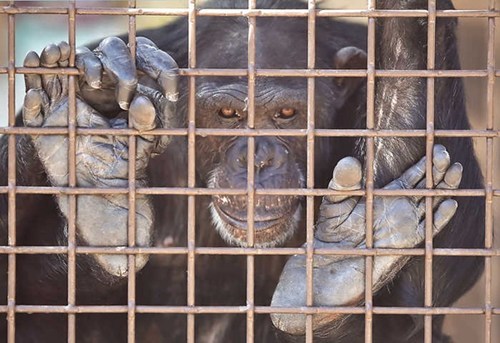 Report on Research Chimps of the Day