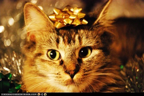 Advent Kitteh of teh Day: Iz Ur Catmas Prezent.  Deal Wiff It.