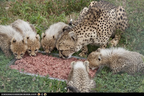 Caption Contest: Name One of the National Zoo’s Cheetah Cubs!