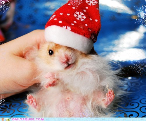 The Twelve Squees of Christmas: Hairy Christmas to All!