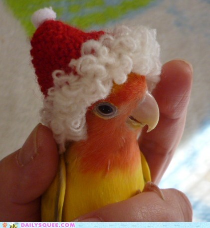 The Twelve Squees of Christmas: Squawkin' in a Winter Wonderland