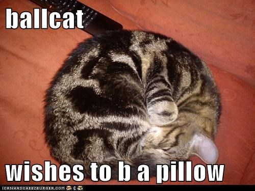 ballcat  wishes to b a pillow