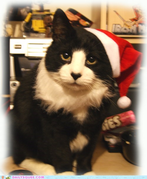 Dave, my festive Santa kitteh!!  