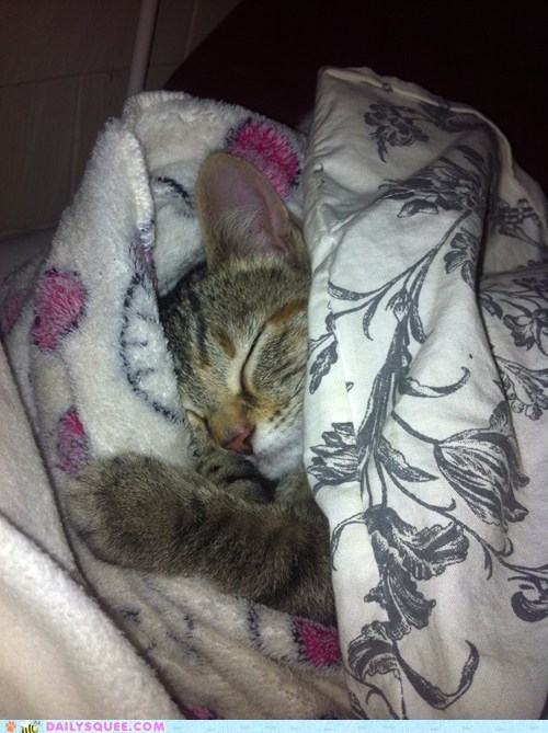 Cleo