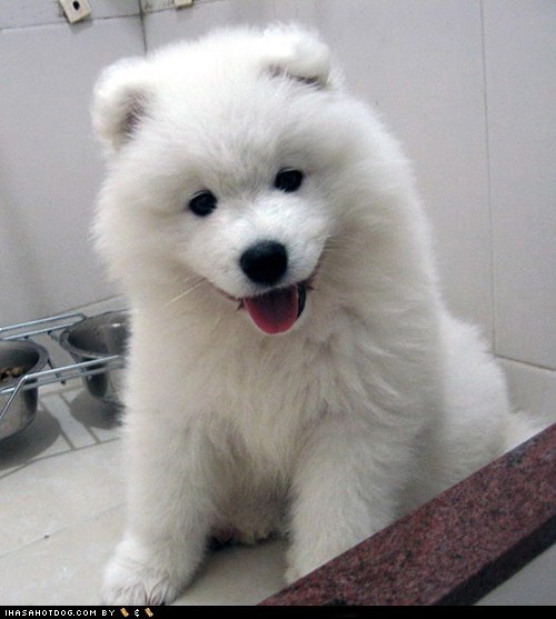 Goggie ob teh Week: Floofy Puppy