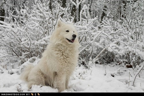 Goggie ob teh Week: Snow Buddy!