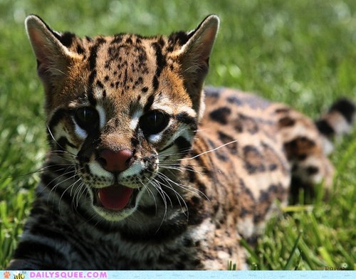Squee Spree: Ferociously Squee!