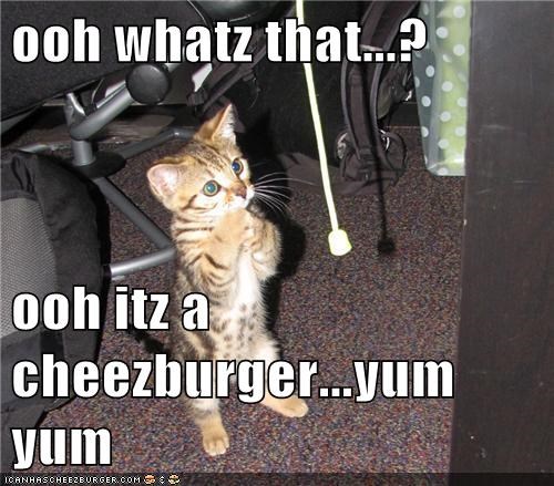ooh whatz that...?  ooh itz a cheezburger...yum yum