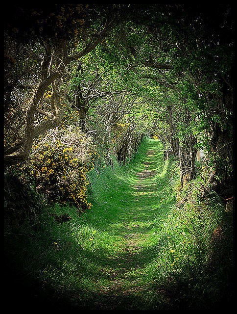Canopied Pathway