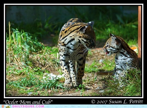 Squee Spree: Mama and Her Totcelot