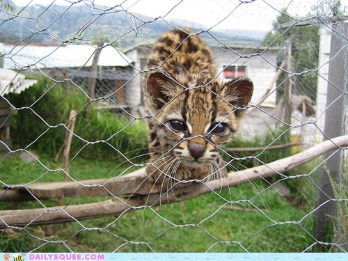 Squee Spree: Please to Let Me Out?