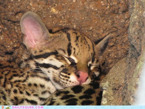 Squee Spree: To Sleep, Perchance to Squee