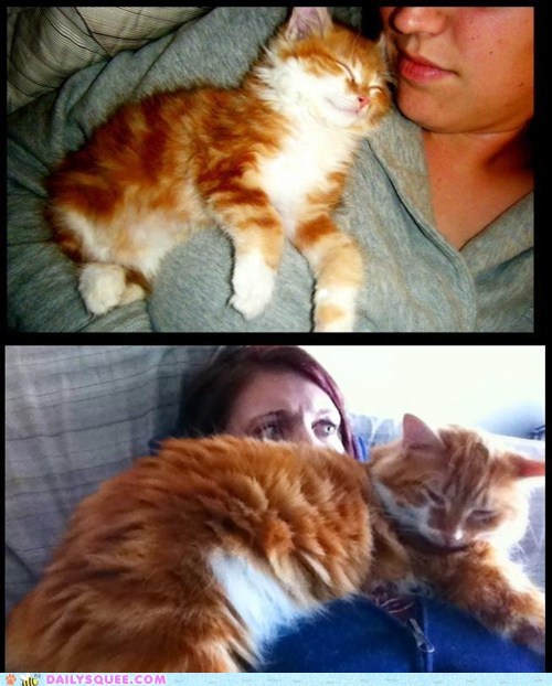 Interspecies Love: Cuddling, Then and Now