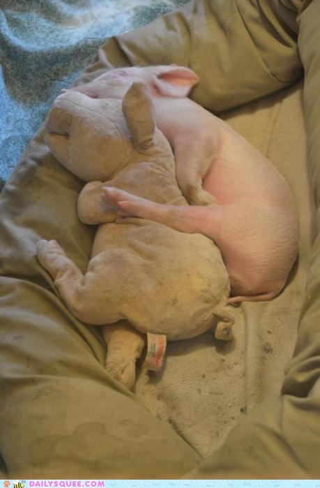 A Pal for Piglet
