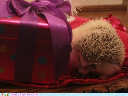 Speckles found a present just her size :)