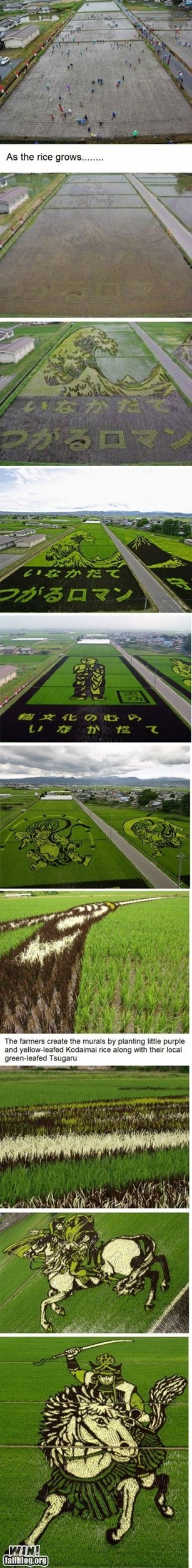 Rice Field Art WIN