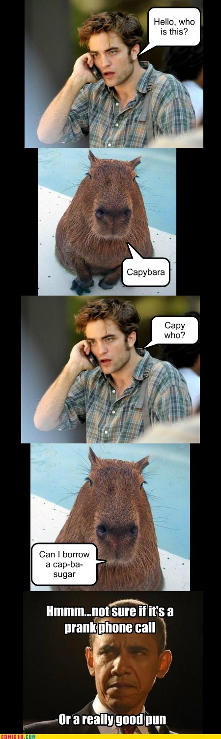 When Capybara Calls, You Answer