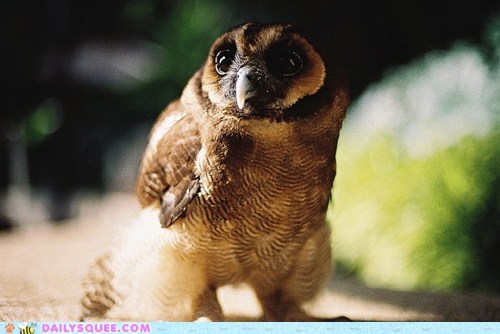 Squee Spree: Wings Are Looking Up!