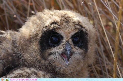 Squee Spree: YESRLY!