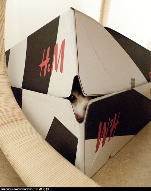 Cyoot Kitteh of teh Day: Boxing Day Is My Favorite Day!