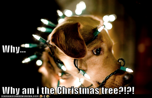 Why... Why am i the Christmas tree?!?!