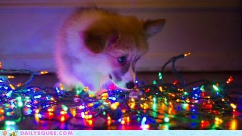 The Twelve Squees of Christmas: ALL OF THE LIGHTS