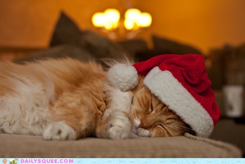 The Twelve Squees of Christmas: 'Twas the Morning Before Christmas...