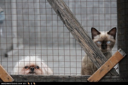 Kittehs R Owr Friends: You Don't Want to See Us When We're Mad