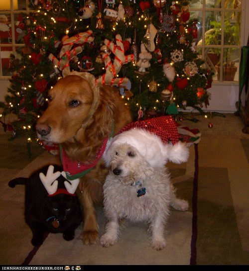 Goggies R Owr Friends: Holiday Portrait