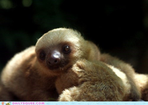 Squee Spree: Hello, is it Squee That You're Looking For?