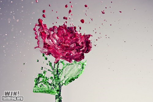 Splash of Rose WIN