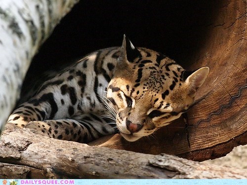 Squee Spree: I Didn't Get An Ocelot of Sleep Last Night...