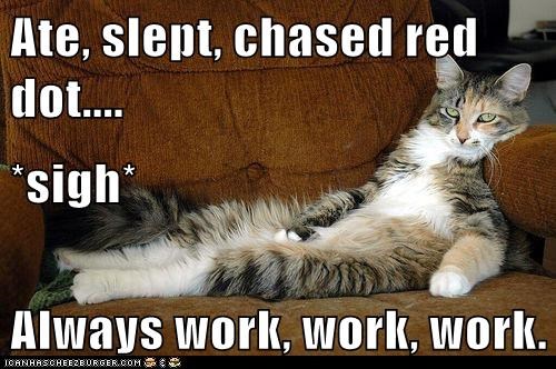 Ate, slept, chased red dot.... *sigh* Always work, work, work.